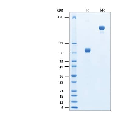 2 μg/lane of Biotinylated Recombinant Human CD38 Fc Chimera Protein (Catalog # BT10920) was resolved with SDS-PAGE under reducing (R) and non-reducing (NR) conditions and visualized by Coomassie® Blue staining, showing bands at 64-76 kDa and 130-150 kDa, respectively.