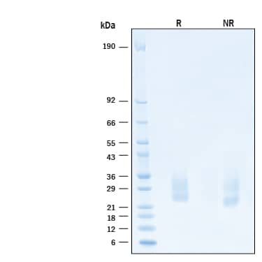 2 μg/lane of Biotinylated Recombinant Human SCF/c‑kit Ligand Protein (Catalog # BT11010) was resolved with SDS-PAGE under reducing (R) and non-reducing (NR) conditions and visualized by Coomassie® Blue staining, showing bands at 20-35 kDa.