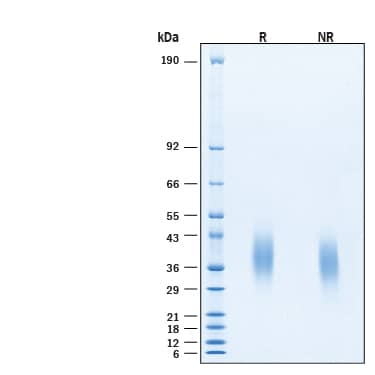 2 μg/lane of Biotinylated Recombinant Human Erythropoietin/EPO Protein (Catalog # BT11264) was resolved with SDS-PAGE under reducing (R) and non-reducing (NR) conditions and visualized by Coomassie® Blue staining, showing bands at 33-44 kDa under reducing conditions.