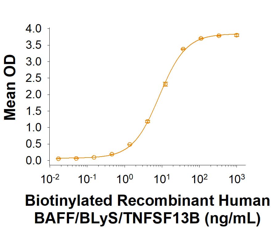 Biotinylated Recombinant Human BAFF/BLyS/TNFSF13B His-tag Protein (Catalog # BT11403) binds Recombinant Human BAFF R/TNFRSF13C Fc Chimera (1162-BR) with an ED50 of 2.00-24.0 ng/mL.
