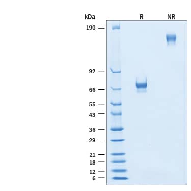 2 μg/lane of Biotinylated Recombinant Human VSIG4 Fc Chimera Protein (Catalog # BT11695) was resolved with SDS-PAGE under reducing (R) and non-reducing (NR) conditions and visualized by Coomassie® Blue staining, showing bands at 60-75 kDa and 120-150 kDa, respectively.