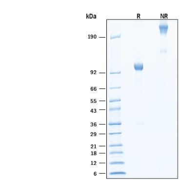 2 μg/lane of Biotinylated Recombinant Human IL‑27 R alpha /WSX‑1/TCCR Fc Chimera Protein (Catalog # BT1479) was resolved with SDS-PAGE under reducing (R) and non-reducing (NR) conditions and visualized by Coomassie® Blue staining, showing bands at 95-110 kDa and 190-220 kDa, respectively.