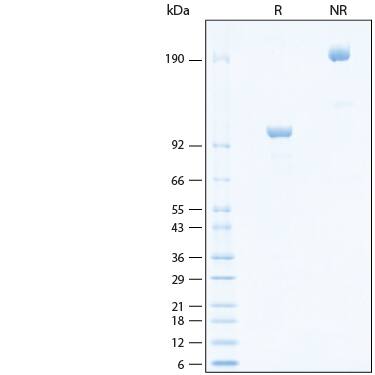 2 μg/lane of Recombinant Human LILRB1/CD85j/ILT2 Fc Chimera Biotinylated Protein (Catalog # BT2017) was resolved with SDS-PAGE under reducing (R) and non-reducing (NR) conditions and visualized by Coomassie® Blue staining, showing bands at 93-107 kDa and 190-210 kDa, respectively.