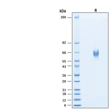 2 μg/lane of Biotinylated Recombinant Human CD155/PVR His-tag Protein (Catalog # BT2530) was resolved with SDS-PAGE under reducing (R) condition and visualized by Coomassie® Blue staining, showing bands at 60-70 kDa.