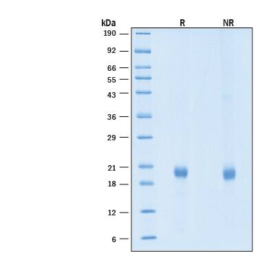 2 μg/lane of Biotinylated Recombinant Human IL‑1ra/IL‑1F3 Protein (Catalog # BT280) was resolved with SDS-PAGE under reducing (R) and non-reducing (NR) conditions and visualized by Coomassie® Blue staining, showing bands at 18-23 kDa, under reducing conditions.