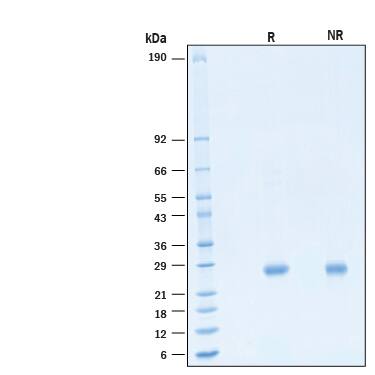 2 μg/lane of Biotinylated Recombinant Human IL‑6 Protein (Catalog # BT7270B) was resolved with SDS-PAGE under reducing (R) and non-reducing (NR) conditions and visualized by Coomassie® Blue staining, showing bands at 21-30 kDa.