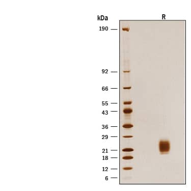 1 μg/lane of Biotinylated Recombinant Human GM‑CSF Protein (Catalog # BT7954) was resolved with SDS-PAGE under reducing (R)  condition and visualized by silver staining, showing bands at 14-28 kDa.