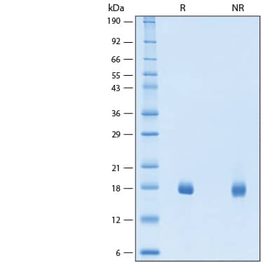 2 μg/lane of Biotinylated Recombinant Human IL-18/IL-1F4 Protein (Catalog # BT9124) was resolved with SDS-PAGE under reducing (R) and non-reducing (NR) conditions and visualized by Coomassie® Blue staining, showing bands at 15-21 kDa.