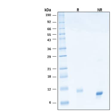 2 μg/lane of Biotinylated Recombinant Human IL‑15 Protein (Catalog # BTN015) was resolved with SDS-PAGE under reducing (R) and non-reducing (NR) conditions and visualized by Coomassie® Blue staining, showing bands at 8-14 kDa.