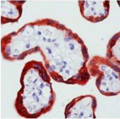 Immunohistochemistry-Paraffin: c-Abl Antibody (8E9) [NBP2-49695] - Analysis of human placenta stained with cbl antibody using peroxidase-conjugate and AEC chromogen. Note cytoplasmic staining of trophoblasts.