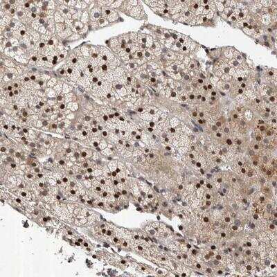 Immunohistochemistry-Paraffin: c-Abl Antibody [NBP1-90289] - Staining of human adrenal gland shows strong nuclear positivity in cortical cells.