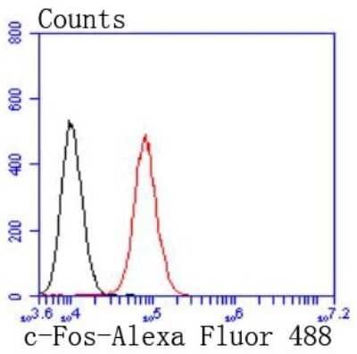Flow Cytometry: c-Fos Antibody (JJ0938) [NBP2-66775] - Analysis of NIH/3T3 cells with c-Fos antibody at 1/50 dilution (red) compared with an unlabelled control (cells without incubation with primary antibody; black). Alexa Fluor 488-conjugated goat anti rabbit IgG was used as the secondary antibody.