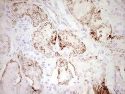 Immunohistochemistry: c-Fos Antibody (OTI7D6) - Azide and BSA Free [NBP2-70764] - Analysis of Human Kidney tissue. (Heat-induced epitope retrieval by 1 mM EDTA in 10mM Tris, pH8.5, 120°C for 3min)