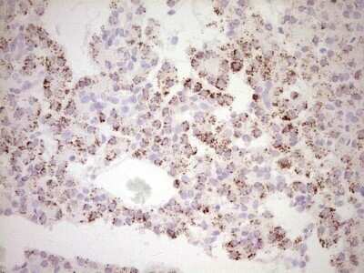 Immunohistochemistry: c-Fos Antibody (OTI7D6) - Azide and BSA Free [NBP2-70764] - Analysis of Human pancreas tissue. (Heat-induced epitope retrieval by 1 mM EDTA in 10mM Tris, pH8.5, 120C for 3min)