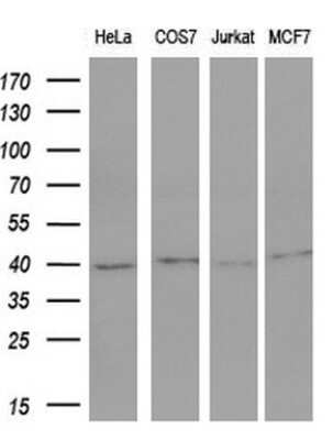 Western Blot: c-Fos Antibody (OTI7D6) - Azide and BSA Free [NBP2-70764] - Analysis of extracts (10ug) from 4 different cell lines by using anti-FOS monoclonal antibody (1:200).