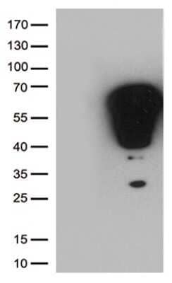 Western Blot: c-Fos Antibody (OTI7D6) - Azide and BSA Free [NBP2-70764] - HEK293T cells were transfected with the pCMV6-ENTRY control (Left lane) or pCMV6-ENTRY FOS .