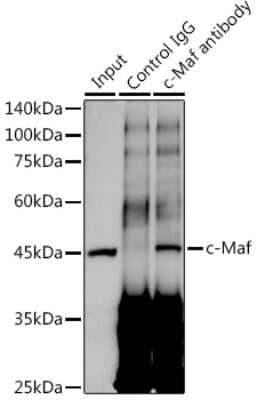 Immunoprecipitation: c-Maf Antibody (1V7W3) [NBP3-16172] - Immunoprecipitation analysis of 300ug extracts of A-549 cells using 3ug c-Maf antibody (NBP3-16172). Western blot was performed from the immunoprecipitate using c-Maf antibody (NBP3-16172) at a dilition of 1:1000.