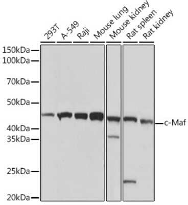 Western Blot: c-Maf Antibody (1V7W3) [NBP3-16172] - Western blot analysis of extracts of various cell lines, using c-Maf Rabbit mAb (NBP3-16172) at 1:1000 dilution. Secondary antibody: HRP Goat Anti-Rabbit IgG (H+L) at 1:10000 dilution. Lysates/proteins: 25ug per lane. Blocking buffer: 3% nonfat dry milk in TBST. Detection: ECL Basic Kit. Exposure time: 1s.