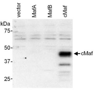 Western Blot: c-Maf Antibody [NB600-267] - Nuclear extract (6 ug) from HeLa cells transfected with empty vector or expression constructs for mouse MafA, mouse MafB or mouse cMaf.  Antibody used at 0.4 ug/ml.