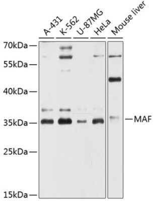 Western Blot: c-Maf Antibody [NBP2-92085] - Analysis of extracts of various cell lines, using c-Maf at 1:3000 dilution.Secondary antibody: HRP Goat Anti-Rabbit IgG (H+L) at 1:10000 dilution.Lysates/proteins: 25ug per lane.Blocking buffer: 3% nonfat dry milk in TBST.Detection: ECL Basic Kit .Exposure time: 30s.