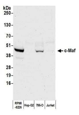 Western Blot: c-Maf Antibody [NBP3-14672] - Whole cell lysate (50 ug) from RPMI-8226, Hep-G2, 786-O, and Jurkat cells prepared using NETN lysis buffer. Rabbit anti-c-Maf recombinant monoclonal antibody (NBP3-14672lot 3) used at 1:1000. HRP-conjugated goat anti-rabbit IgG (NB7156). Chemiluminescence with an exposure time of 30 seconds. 