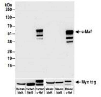 Western Blot: c-Maf Antibody [NBP3-14672] - Antibody: Rabbit anti-c-Maf recombinantmonoclonal antibody used at1:1000. Secondary: HRP-conjugated goat anti-rabbit IgG. Chemiluminescence with an exposure timeof 30 seconds. Lower Panel: Rabbit anti-Myc Tagrecombinant monoclonal antibody.