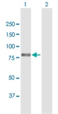 Western Blot: c-Myb Antibody [H00004602-B01P] - Analysis of MYB expression in transfected 293T cell line by MYB polyclonal antibody.  Lane 1: MYB transfected lysate(70.4 KDa). Lane 2: Non-transfected lysate.