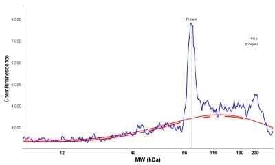 Simple Western: c-Myc Antibody (9E10.3) - Azide and BSA Free [NBP2-47738] - Electropherogram image of the corresponding Simple Western lane. c-Myc antibody was used at 50 ug/ml dilution of HeLa lysates(s) respectively.