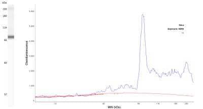 Simple Western: c-Myc Antibody (9E10.3) - Azide and BSA Free [NBP2-47738] - Lane view shows a specific band for c-Myc in 0.2 mg/mL of HeLa lysate and antibody at 20 ug/mL. Electropherogram image of corresponding Simple Western lane view at WES molecular weight of 74 kDa. Image reported by internal validation.