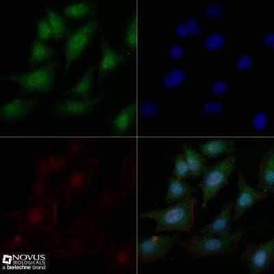 Immunocytochemistry/Immunofluorescence: c-Myc Antibody (9E10) - Azide and BSA Free [NBP2-80675] - HeLa cells were fixed for 10 minutes using 10% formalin and then permeabilized for 5 minutes using 1X TBS + 0.5% Triton-X100. The cells were incubated with anti-c-Myc (9E10) at 10 ug/ml overnight at 4C and detected with an anti-mouse Dylight 488 (Green) at a 1:500 dilution. Actin was detected with Phalloidin 568 (Red) at a 1:200 dilution. Nuclei were counterstained with DAPI (Blue). Cells were imaged using a 40X objective. Image from the standard format of this antibody.