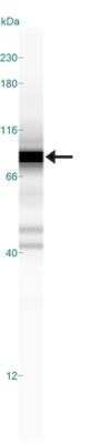 Simple Western: c-Myc Antibody (9E10) - Azide and BSA Free [NBP2-80675] - Simple Western lane view shows a specific band for c-Myc in 0.5 mg/ml of Jurkat lysate. This experiment as performed under reducing conditions using the 12-230 kDa separation system. Image from the standard format of this antibody.