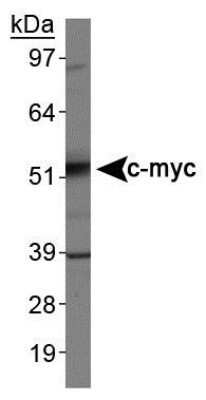 Western Blot: c-Myc Antibody (9E10) - Azide and BSA Free [NBP2-80675] - Analysis of c-myc in Jurkat cell lysates using NB600-302. Image from the standard format of this antibody.