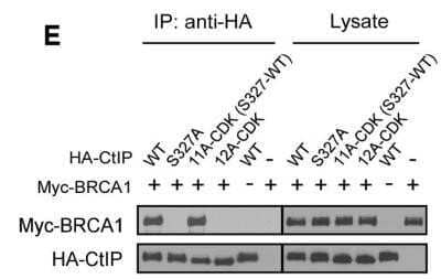 Western Blot: c-Myc Antibody (9E10) - Azide and BSA Free [NBP2-80675] - CtIP is phosphorylated by CDKs at multiple sites. Myc-BRCA1 and/or HA-CtIP WT or indicated mutants were expressed in 293T cells and co-immunoprecipitation was performed. Image collected and cropped by CiteAb from the following publication (//doi.org/10.1371/journal.pgen.1003277) licensed under a CC-BY license. Image from the standard format of this antibody.