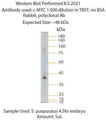 Western Blot: c-Myc Antibody [NBP2-49201] - Western Blot of c-MYC antibody against purple sea urchin 4.5hr embryo lysate. Band appeared near the expected size of 48 kDa. WB image submitted by a verified customer review.