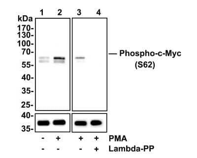 Western Blot: c-Myc [p Ser62] Antibody (ST49-08) [NBP2-67535] - Analysis of c-Myc [p Ser62] on Hela cell lysates. Lane 1: Hela cells, whole cell lysate, 10ug/lane Lane 2/3: Hela cells treated with 200 nM PMA for 10 minutes, whole cell lysates, 10ug/lane Lane 4: Hela cells treated with 200 nM PMA for 10 minutes, then treated with 2.8ug/ul lambda-PP for 30 minutes, whole cell lysates, 10ug/lane All lanes : Anti-c-Myc [p Ser62] antibody at 1:500 dilution. Anti-GAPDH antibody at 1:10,000 dilution. Goat Anti-Rabbit IgG H&L (HRP) at 1/200,000 dilution. Predicted band size: 57 kDa Observed band size: 60 kDa Blocking and diluting buffer: 5% BSA. Exposure time: 3 minutes