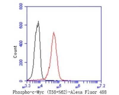 Flow Cytometry: c-Myc [p Thr58, p Ser62] Antibody (SZ02-06) [NBP2-67361] - Flow cytometric analysis of c-Myc was done on K562 cells. The cells were fixed, permeabilized and stained with the primary antibody (ET1603-24, 1/50) (red). After incubation of the primary antibody at room temperature for an hour, the cells were stained with a Alexa Fluor 488-conjugated Goat anti-Rabbit IgG Secondary antibody at 1/1000 dilution for 30 minutes. Unlabeled sample was used as a control (cells without incubation with primary antibody; black).