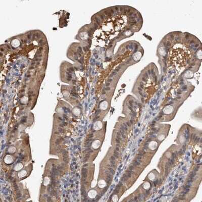 Immunohistochemistry-Paraffin: c-Myc-responsive protein Rcl Antibody [NBP1-85180] - Staining of human duodenum shows high expression.