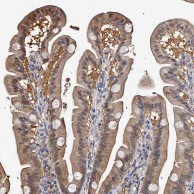 Immunohistochemistry-Paraffin: c-Myc-responsive protein Rcl Antibody [NBP1-85180] - Staining of human duodenum shows moderate cytoplasmic positivity in glandular cells.