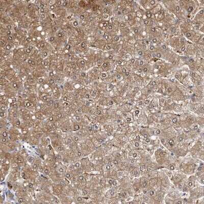 Immunohistochemistry-Paraffin: c-Myc-responsive protein Rcl Antibody [NBP1-85180] - Staining of human liver shows strong cytoplasmic positivity in hepatocytes.