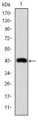 Western Blot: c-jun Antibody (4H9) [NBP2-37571] - Western blot analysis using c-Jun mAb against human c-Jun (AA: 199-331) recombinant protein.