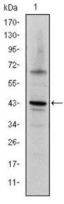 Western Blot: c-jun Antibody (4H9) [NBP2-37571] - Western blot analysis using c-Jun mouse mAb against NIH/3T3 cell lysate.