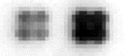 Dot Blot: c-jun Antibody [23890002] - Protein samples (left quadruplicate spots: HeLa cell lysate; right quadruplicate spots: 293T cell lysate) were printed on membranes at 10 ng/spot.  The membrane was incubated with anti-c-Jun antibody (1:1000 dilution) and then probed anti-rabbit IgG-HRP.  Signals were acquired with a CCD camera.  Data courtesy of a SDI customer.
