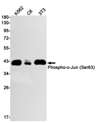 Western Blot: c-jun [p Ser63] Antibody (S07-3G7) [NBP3-20024] - Western blot detection of Phospho-c-Jun (Ser63) in K562, C6, 3T3 cell lysates using NBP3-20024 (1:1000 diluted). Predicted band size: 36kDa. Observed band size: 43kDa.