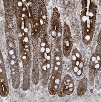 Immunohistochemistry-Paraffin: cGAS Antibody [NBP2-55374] - Staining of human upper gastrointestinal shows strong cytoplasmic positivity in glandular cells.