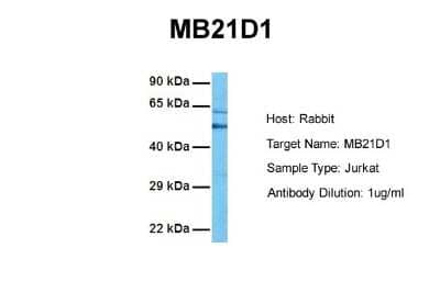 Western Blot: cGAS Antibody [NBP1-70755] - Sample Tissue: Human Jurkat Antibody Dilution: 1.0 ug/ml