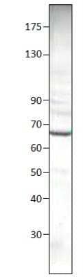 Western Blot: cGAS Antibody [NBP3-12459] - 1:500 antibody dilution. Apparent MW is 64 kDa