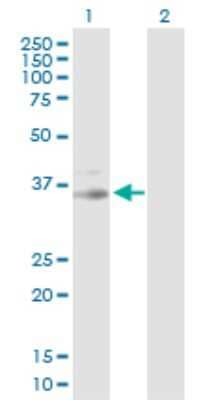 Western Blot: cGK1/PRKG1 Antibody [H00005592-D01P] - Analysis of PRKG1 expression in transfected 293T cell line by PRKG1 polyclonal antibody.Lane 1: PRKG1 transfected lysate(35.50 KDa).Lane 2: Non-transfected lysate.
