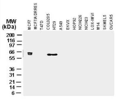 Western Blot: cIAP-2/HIAP-1 Antibody - Unpurified [NB100-56131] - cIAP-2/HIAP-1 Antibody [NB100-56131] - Analysis of cIAP-2/HIAP-1 in various cancer cell lines using this antibody at 1:2000.