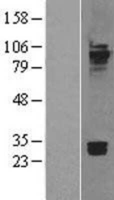 Western Blot Cadherin-7 Overexpression Lysate