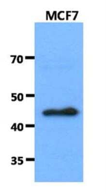 Western Blot: cleavage stimulation factor Antibody (10E11) [NBP2-42659] - The cell lysates of MCF7 (40ug) were resolved by SDS-PAGE, transferred to PVDF membrane and probed with anti-human antibody (1:1000). Proteins were visualized using a goat anti-mouse secondary antibody conjugated to HRP and an ECL detection system.